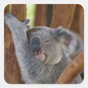 So Sweet Koala Bärenaufkleber Quadratischer Aufkleber