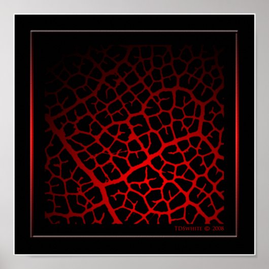 So Vein Poster (Vorne)