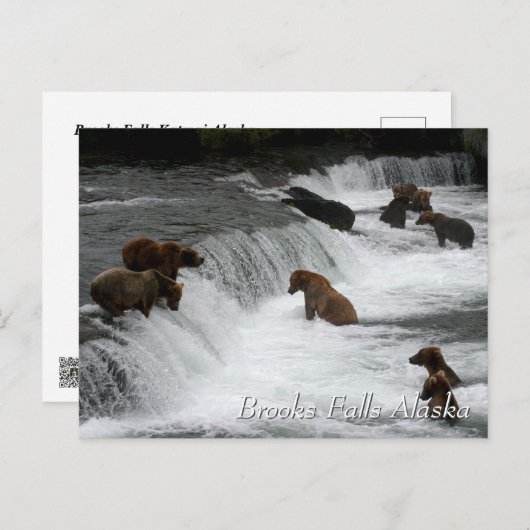So viele Bären, Brooks Falls Alaska Postkarte (Vorne/Hinten)