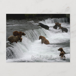 So viele Bären, Brooks Falls Alaska Postkarte