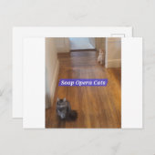 Soap Opera Katzen Postkarte (Vorne/Hinten)