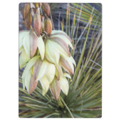 Soaptree-Yucca-Blume im oberen Missouri Klemmbrett (Rückseite)