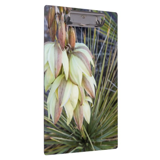 Soaptree-Yucca-Blume im oberen Missouri Klemmbrett (Rechts)