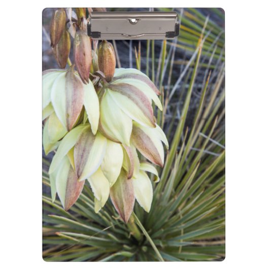 Soaptree-Yucca-Blume im oberen Missouri Klemmbrett (Vorderseite)