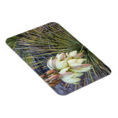 Soaptree Yucca-Blume im Oberen Missouri Magnet (Rechte Seite)