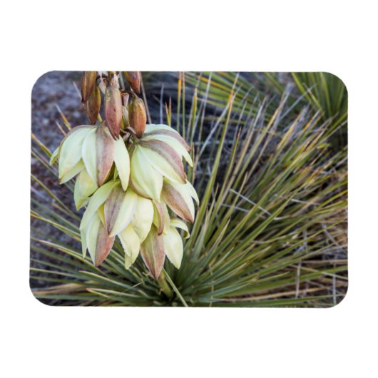 Soaptree Yucca-Blume im Oberen Missouri Magnet (Horizontal)