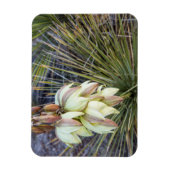 Soaptree Yucca-Blume im Oberen Missouri Magnet (Vertikal)