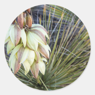 Soaptree Yucca-Blume im Oberen Missouri Runder Aufkleber