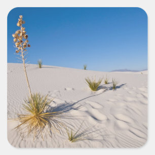 Soaptree Yucca, langer Schatten, transversale Düne Quadratischer Aufkleber