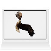Soaring Bald Eagle (Innenansicht Horizontal (Oben))