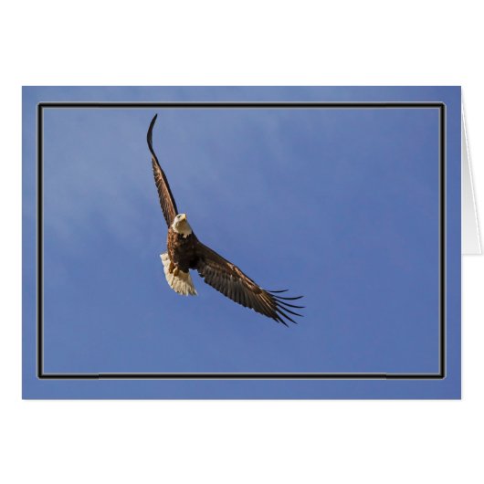 Soaring Bald Eagle (Vorderseite (Horizontal))