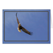 Soaring Bald Eagle (Vorderseite (Horizontal))