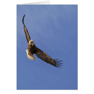 Soaring Bald Eagle