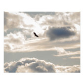 Soaring Bald Eagle Fotodruck (Vorne)