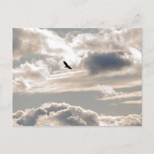 Soaring Bald Eagle Postkarte (Vorderseite)