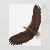 Soaring Bald Eagle Postkarte (Vorderseite)