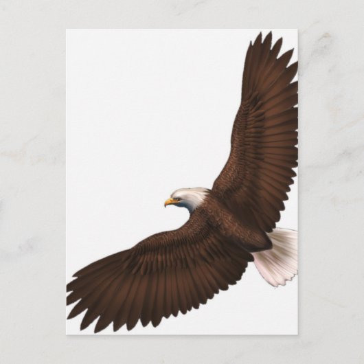 Soaring Bald Eagle Postkarte (Vorderseite)