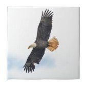 Soaring Bald Eagle Wildife Foto Art Fliese (Vorderseite)
