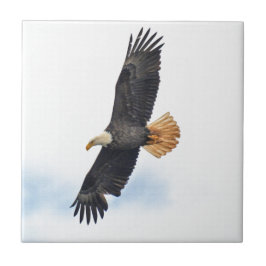 Soaring Bald Eagle Wildife Foto Art Fliese