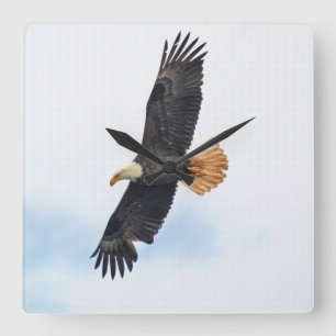 Soaring Bald Eagle Wildife Foto Art Quadratische Wanduhr