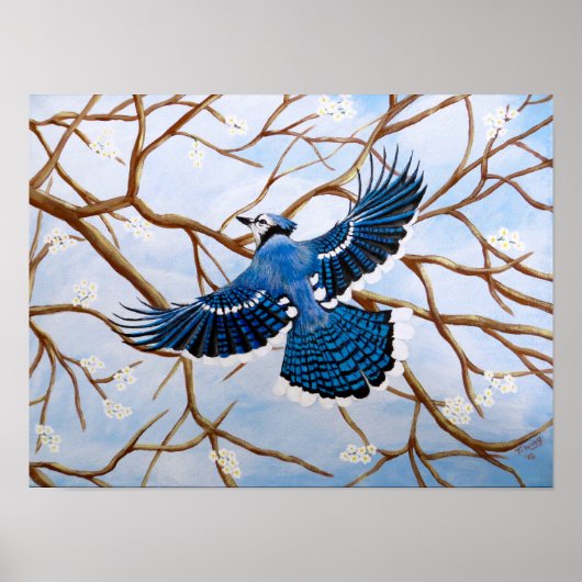 Soaring Blue Jay Poster (Vorne)