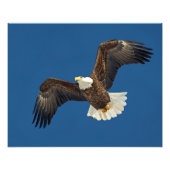 Soaring Eagle Fotodruck (Vorne)