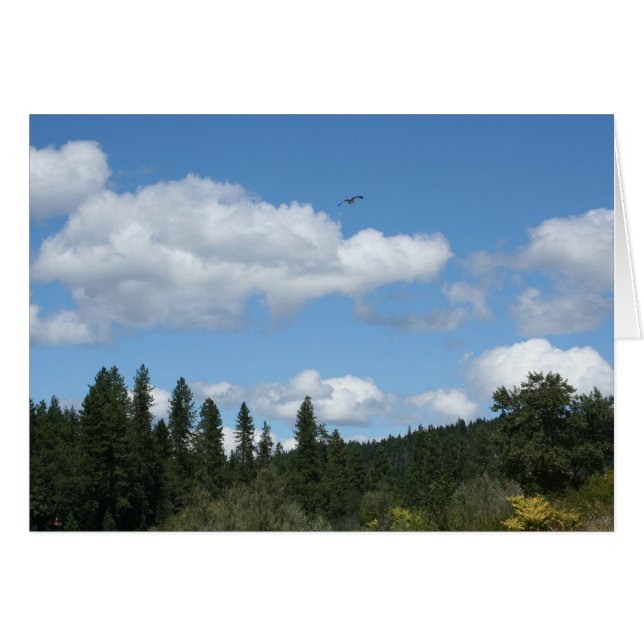 Soaring Osprey (Vorderseite (Horizontal))