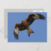 Soaring Red Kite Postkarte (Vorne/Hinten)