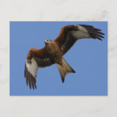 Soaring Red Kite Postkarte (Vorderseite)
