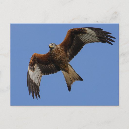 Soaring Red Kite Postkarte (Vorderseite)