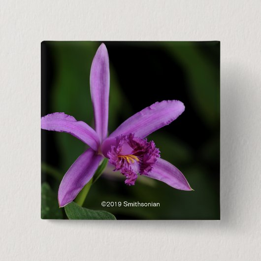 Sobralia Bouchei Button (Vorderseite)