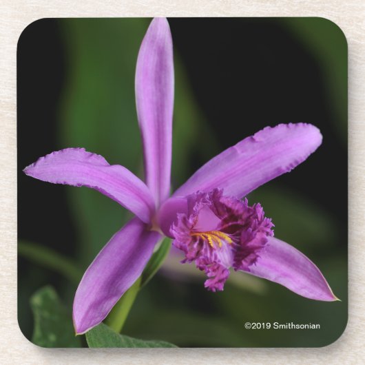 Sobralia Bouchei Getränkeuntersetzer (Vorderseite)