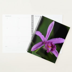 Sobralia Bouchei Planer