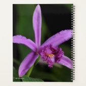 Sobralia Bouchei Planer (Rückseite)