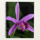 Sobralia Bouchei Planer (Vorderseite)