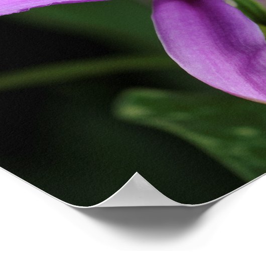 Sobralia Bouchei Poster (Ecke)