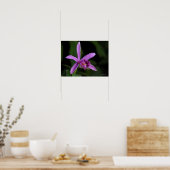 Sobralia Bouchei Poster (Küche)