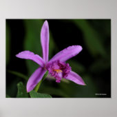Sobralia Bouchei Poster (Vorne)