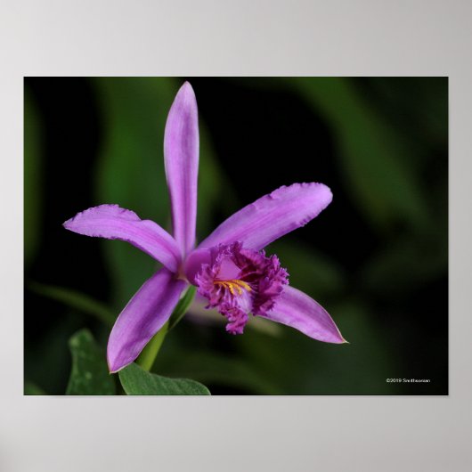 Sobralia Bouchei Poster (Vorne)