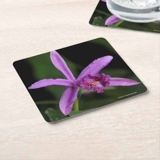 Sobralia Bouchei Rechteckiger Pappuntersetzer (angewinkelt)