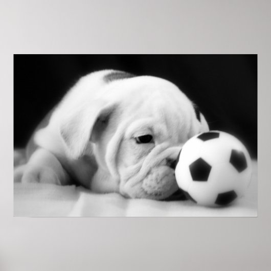 "Soccer Ball Nose" English Bulldog Puppy Poster (Vorne)