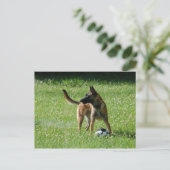 Soccer Malinois Postkarte (Stehend Vorderseite)