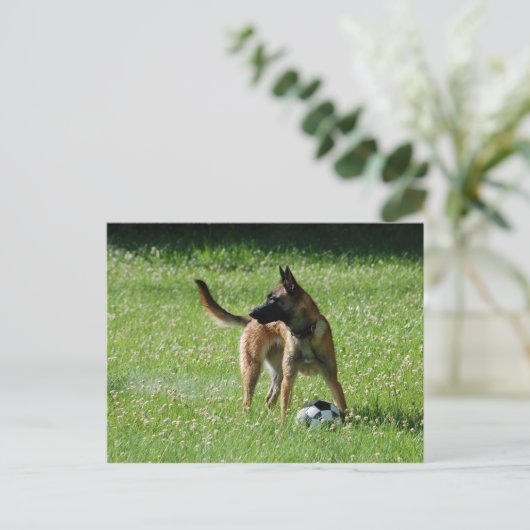 Soccer Malinois Postkarte (Stehend Vorderseite)