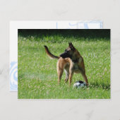 Soccer Malinois Postkarte (Vorne/Hinten)