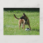 Soccer Malinois Postkarte (Vorderseite)