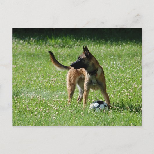 Soccer Malinois Postkarte (Vorderseite)