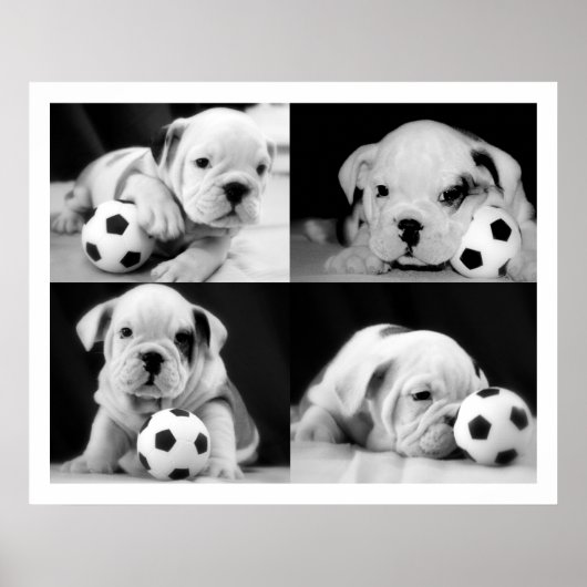 "Soccer Puppies" English Bulldog Collage Poster (Vorne)