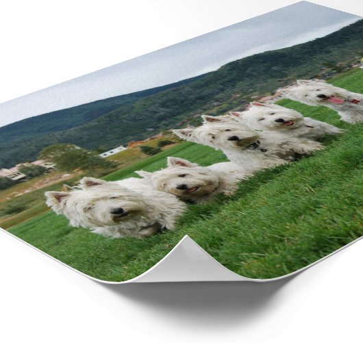 Soccer Westies Poster (Ecke)