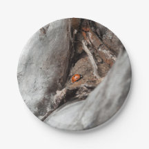 Sockel von Photokarton eines Käfers