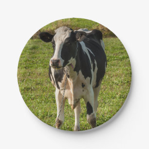 Sockel von Photokarton Kuh Pappteller